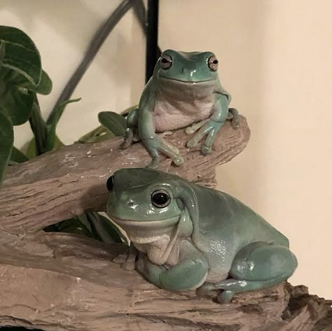 Dumpy Tree Frog, Whites Tree Frog, Pet Frogs, Baby Frog, Frog Frog, Frog Pictures, Cute Reptiles, Lovely Creatures, Tree Frog