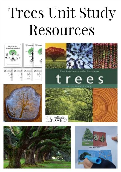 Trees And Forests Grade 6 Science, Tree Unit Study, Books About Trees, Tree Unit, Creative Curriculum Preschool, Homeschool Nature, Homeschool Nature Study, Montessori Science, About Trees