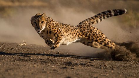 Cheetah Top, Cat Brain, Clouded Leopard, Cheetah Animal, Kruger National Park, Cheetahs, Foto Art, Animals Of The World, All About Cats