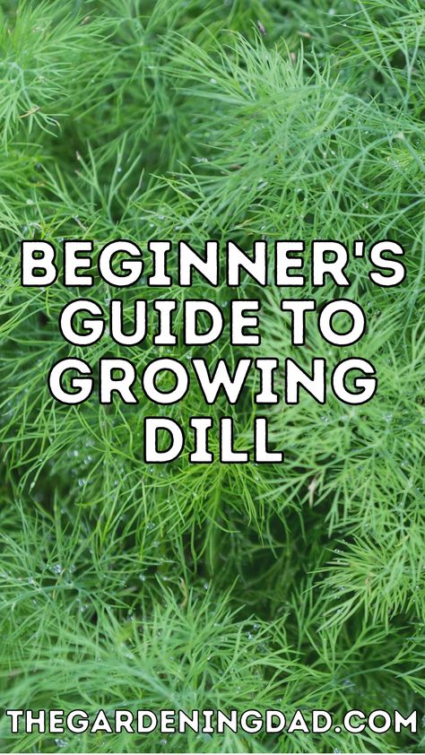 How To Grow Dill In A Pot, Growing Dill From Seed, Harvest Dill, Planting Dill, Growing Dill, Grow Dill, Growing Herbs Inside, Dill Plant, Medicinal Gardening