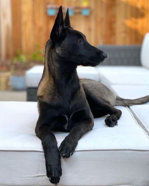 Belgian Shepherd Malinois, Belgian Malinois Puppy, Malinois Puppy, Pastor Belga Malinois, Belgian Malinois Puppies, Belgium Malinois, Malinois Puppies, Belgian Malinois Dog, Malinois Dog