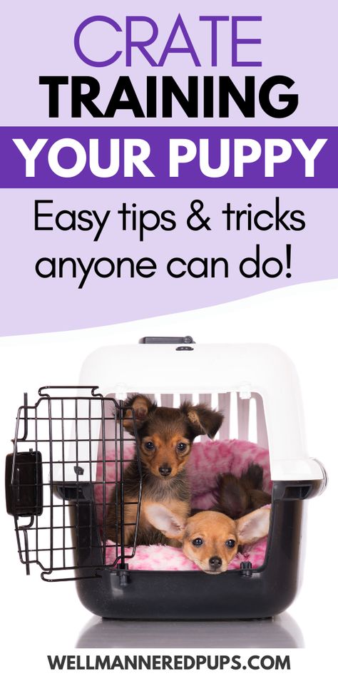 Kennel Training A Puppy, Crate Train, Train A Puppy, Puppy Training Schedule, Crate Training Puppy, Dog Training Advice, Puppy Training Tips, Crate Training, Training Your Puppy