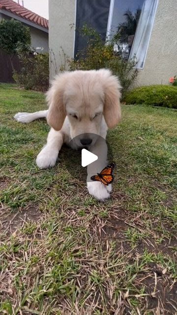 430K views · 117K likes | Cutepuppy on Instagram: "Living for the moments that make my tail wag 🐾😄 , , , , , , , , , , , , , , , , , , , , , , , , ,, #puppy #dogsofinstagram #puppylove #dog #puppiesofinstagram #instadog #amorpet #amorporpet #doguinho #euamomeupet #cute #love #adorable #dogoftheday #picoftheday #pets #dogstagram #cutedogs #instagood #cutedog #frenchbulldog #puppyoftheday #baby #ilovedogs #pups" Cavalier Puppy, Casting On, Tiny Puppies, Cute Dog Photos, Women Hairstyles Short, Women Hairstyles Medium, Golden Retriever Puppy, Things To Do At A Sleepover, Hairstyles Long