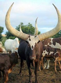 Ankole Watusi, Big Cow, Animals With Horns, Creature Fantasy, Longhorn Cow, Wildlife Pictures, Interesting Animals, Mule Deer, Unusual Animals