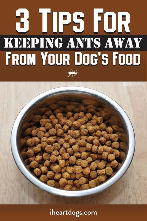 Keep those pesky ants away with these great tips! Kibble Toppers, Dog Kibble, Pet Health Record, Cook Dog Food, Diy Dog Food, Coconut Oil For Dogs, Frozen Dog, Dog Health Tips, Dog Food Bowls