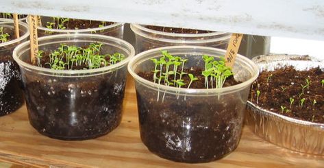 Lettuce Seedlings, Growing Lettuce Indoors, How To Grow Lettuce, Buttercrunch Lettuce, Grow Lettuce, Olive Bar, Butterfly Garden Design, Lettuce Seeds, Growing Lettuce