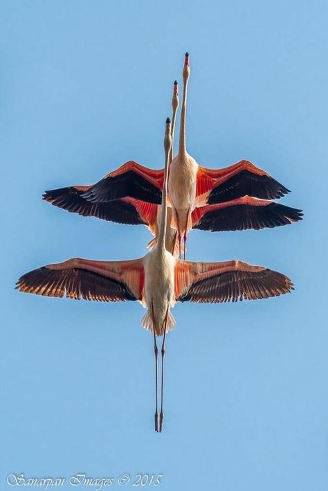 Regnul Animal, Big Bird, Exotic Birds, Pretty Birds, Colorful Birds, Birds Flying, Animal Photo, Pink Flamingos, Love Birds