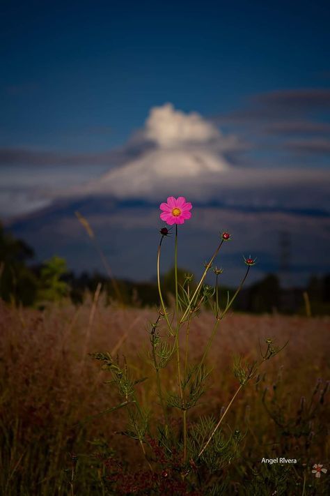 Happy Environment Day, Background Screensavers, Phone Lock Screen Wallpaper, Haha Photos, Best Nature Images, Glittery Wallpaper, Pretty Henna Designs, Beautiful Flowers Images, Cosmos Flowers