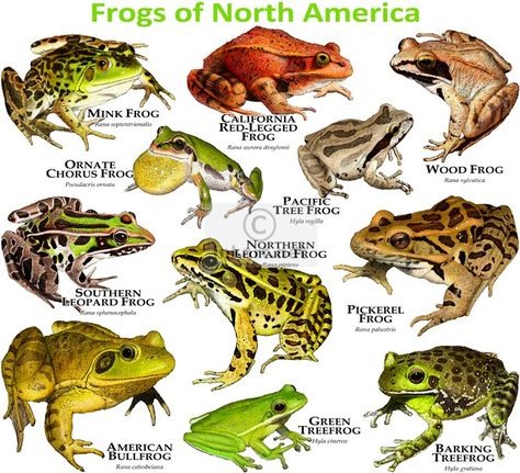 Fine art illustration of a various species of Frogs of North America Amphibians Activities, Types Of Frogs, Turtle Tank, Types Of Animals, Desenho Tattoo, Frog And Toad, Silly Animals, Animal Posters, Reptiles And Amphibians