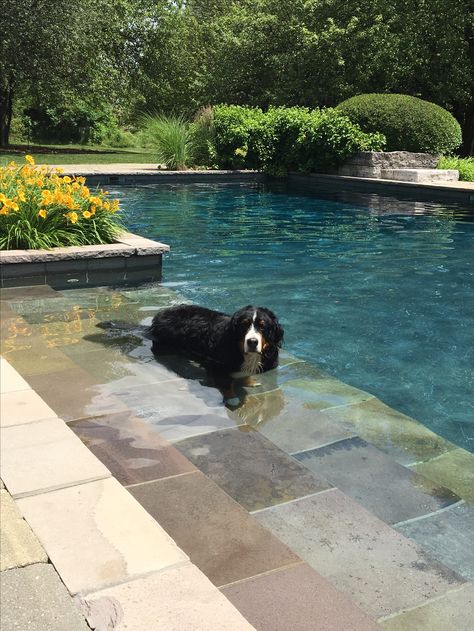 Outdoor Pool Aesthetic, Pools Aesthetic, Archer Hale, Archer's Voice, St Bernards, Saint Bernards, Pool Landscape Design, Family Pool, Pool Boy