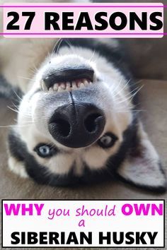 Husky Pups, Husky Facts, Siberian Husky Funny, Husky Puppies, Husky Funny, Husky Lover, Siberian Husky Puppies, Siberian Huskies, Computer Game