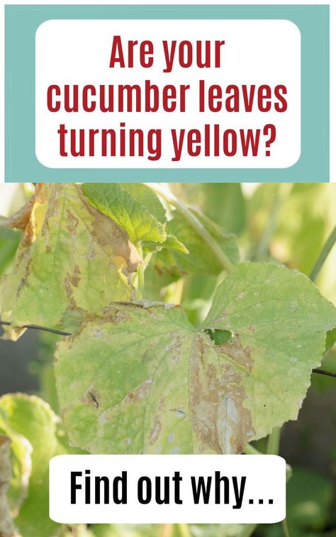 yellow cucumber leaves with text overlay Are Your Cucumber leaves turning yellow? Find out why... Why Are My Plants Turning Yellow, Cucumber Plant Problems, Sick Plants, Cucumber Leaves Turning Yellow, Yellow Leaves On Plants, Cucumber Growing, Yellow Cucumber, Plant Leaves Turning Brown, Watermelon Leaves