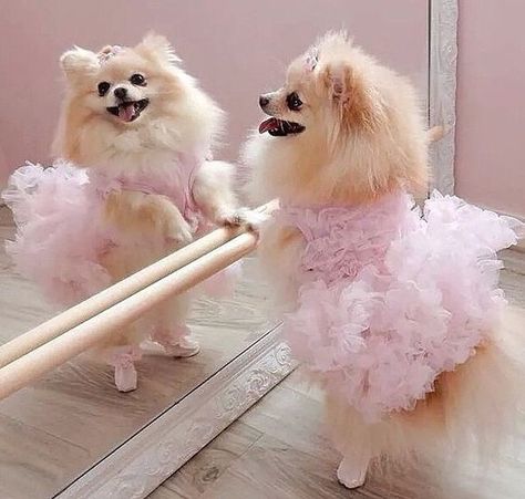 18 Reasons Why You Should Never Own Pomeranians – Page 4 – The Paws Lady Dancing, Spitz Pomeranian, Cute Pomeranian, Getting A Puppy, Lap Dogs, Pomeranian Dog, Pomeranian Puppy, Cool Pets, Baby Dogs