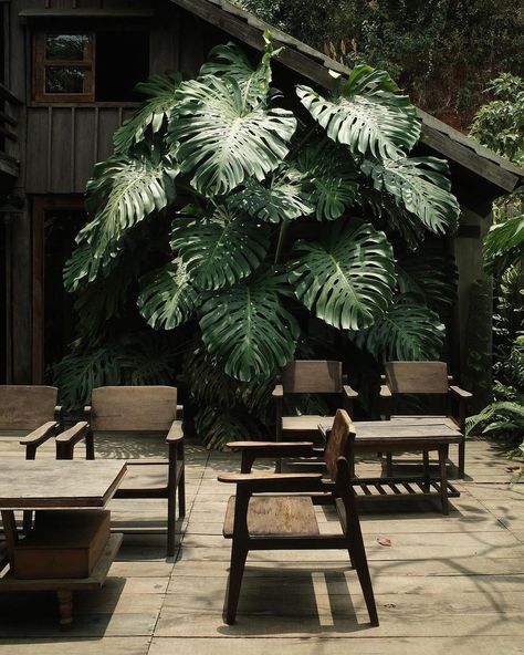 Tropical Restaurant Design, Tropical Furniture Design, Apothecary Vibes, Tropical Cafe, Tropical Furniture, Rainforest Plants, Cafe Seating, Long House, Tropical Architecture