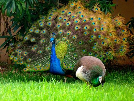 What's the Difference Between Male and Female Peacocks? - Joy of Animals Female Peacock, Peacock And Peahen, Male Peacock, Peacocks, Male And Female, Birdy, Beautiful Roses, Beautiful Birds, Karate