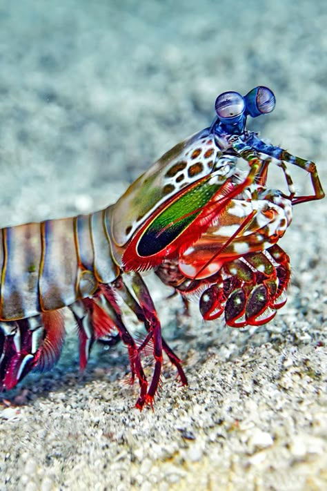 Manta Shrimp, Coral Reef Photography, Cool Sea Creatures, Saltwater Aquarium Fish, Mantis Shrimp, Underwater Plants, Underwater Creatures, Ocean Sounds, Exotic Fish