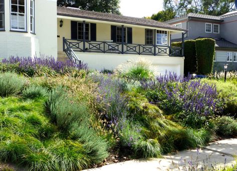 How to Plant a Meadow Garden—Even in the City - Sunset Magazine Lawn Free Yard, Cheviot Hills, Dutch Gardens, Drought Tolerant Garden, Perennial Grasses, Drought Tolerant Landscape, Meadow Garden, Garden Makeover, Sunset City