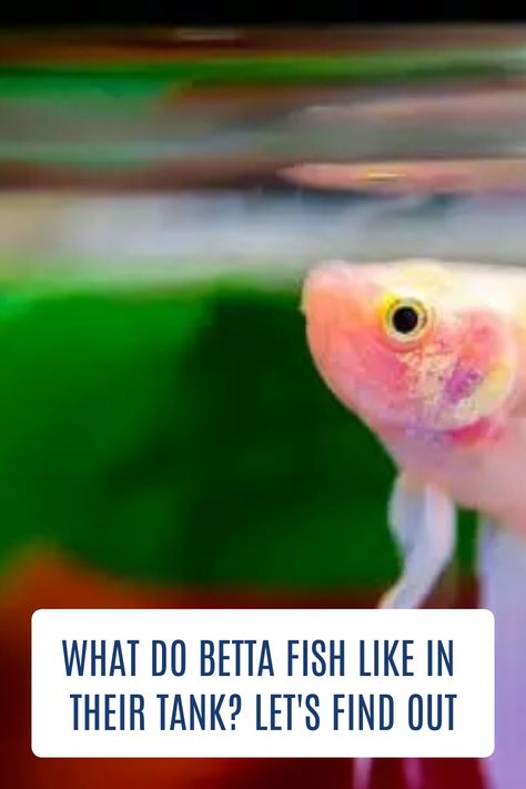 One of the most important things you can do for your betta fish is to provide them with environmental enrichment. Read through this article to know what you need to create the perfect environment for betta fish. #bettafish #aquariumfish #freshwaterfish Betta Fish Care Guide, Betta Fish Tank Ideas Aesthetic, What Fish Can Live With Bettas, Betta Tank Ideas, Beta Fish Care, Betta Fish Toys, Betta Fish Tank Ideas, Betta Care, Breeding Betta Fish