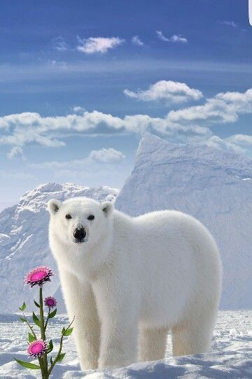 Polar Bear Images, Polar Bear Family, Urs Polar, Baby Polar Bears, Baby Otters, Cute Polar Bear, Stunning Nature, Bear Family, Arctic Animals