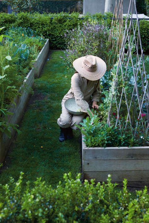 City Backyard Garden, Watering The Garden, Reading Garden, Dead Leaves, Vegetable Garden Raised Beds, Starting A Garden, Gardening Apron, Home Vegetable Garden, Veggie Garden