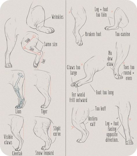 Realistic Big Feline Back Leg Tutorial by AntiDarkHeart on DeviantArt Cat Leg Drawing, Leg Tutorial, Feline Anatomy, Legs Drawing, Simple Cat Drawing, Cat Drawing Tutorial, Drawing Legs, Cat Anatomy, Cat Reference