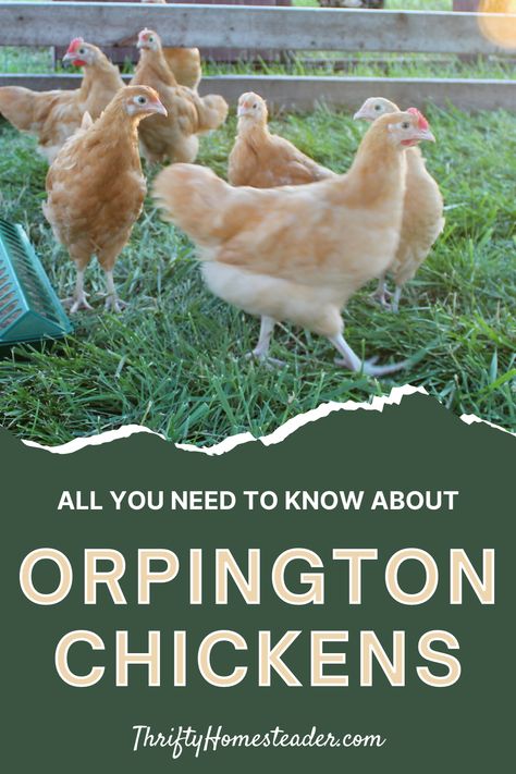 Buff Orpingtons, Chicken Egg Production, Orpington Chickens, Orpington Chicken Colors, Blue Orpington Chickens, Black Orpington Chickens, Rare Chicken Breeds, Buff Orpington Chickens, Buff Orpington Chickens Eggs