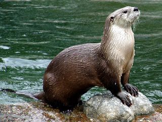 River Otters Swimming | The River Otter | Interesting Sea Animal Otter Facts, North American Animals, Otters Cute, Otter Love, River Otter, Water Animals, Sea Otter, Cute Creatures, Exotic Pets