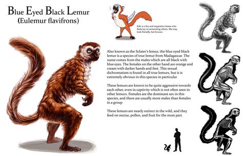 Lemur sheet by Tikall on deviantART Lemur Drawing, Black With Blue Eyes, Green Anaconda, Illustration Tumblr, Colored Characters, Every Dog Breed, Monster Hunter World, Scientific Illustration, Animals Artwork