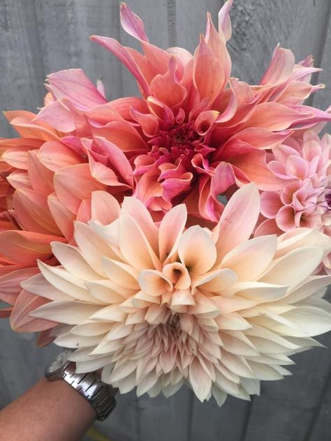 Dahlia Labyrinth, Dahlias Garden, Pink Dahlia, Red Girl, Flower Farmer, Cut Flower Garden, Rare Flowers, Dahlia Flower, Pretty Plants