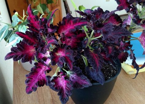 Drama Plants you can grow from Seeds Indoor Shade Plants, Coleus Seeds, Goth Garden, Gothic Garden, Rare Seeds, Plants For Hanging Baskets, White Plants, Black Garden, Unusual Flowers