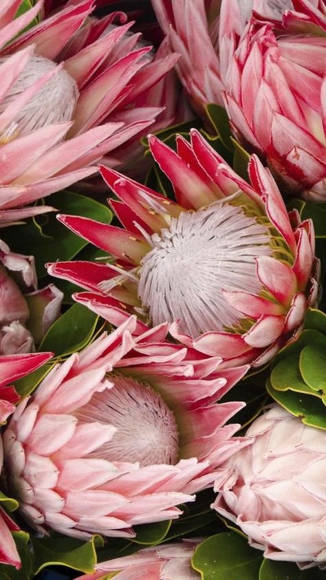 Protea Flower Wallpaper, Mobile Wallpaper Aesthetic, Wallpaper Aesthetic Flower, Flower Aesthetic Wallpaper, Leaves Wallpaper Iphone, Flower Hd, Protea Art, Lilac Background, Protea Flower