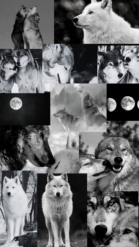 Wolf Collage Wallpaper, Wolfs Aesthetic, White Wolf Wallpaper, Black Wolf Wallpaper, Wolves Wallpaper Backgrounds, Wolf Collage, Wolves Wallpaper, Wallpaper Wolf, Werewolf Aesthetic