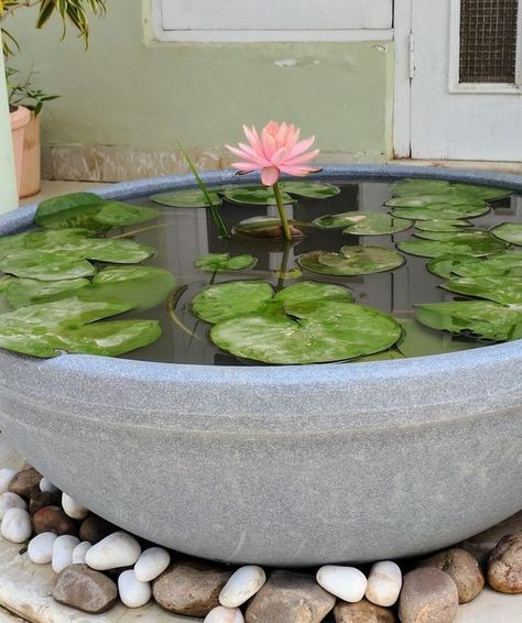 Small Lotus Pond At Home, Pot Pond, Mehndi Classes, Pond Aquarium, Classic House Interior Design, Lotus Garden, Lotus Flower Pictures, Indoor Water Garden, Garden Pond Design