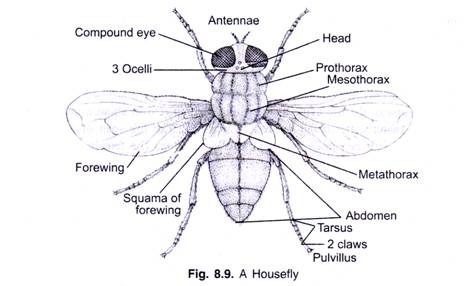 ADVERTISEMENTS: Read this article to learn about the Structure and Life Cycle of the Housefly ! Systematic Position Kingdom Animalia Phylum: Arthropoda ADVERTISEMENTS: Class: Insecta Order: Diptera Genus: Musca Species: domestica The housefly (Musca domestica) is the most common of all domestic flies. The body of housefly is distinguished into head, thorax and abdomen. The […] Life Cycle Of Housefly, House Fly Drawing, Housefly Drawing, Emergency Kit For Girls, Insect Identification, House Fly, Fly Drawing, Naruto Sketch Drawing, Cartoon House