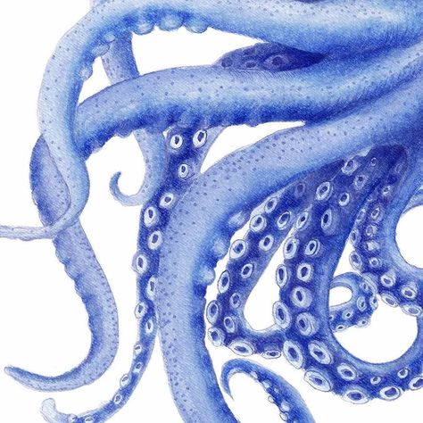 I was up all night last night. That's an old habit l really want to break. The best thing about holidays was at least 6 hours sleep every night for 5 weeks. I felt like a different happier clearer version of me. I like her eyes better. Anyway here's something for your eyes. . . . #octopus #octopusartprint #blueoctopus #emuplainsmarket #balnarring #epm #baysidemarket #designmarket #affordableart #weekendmarket #morningtonpeninsula #bayside #mornington #melbourne #thingstodo #melbournemarkets #aus Octopus Tentacles Art, Octopus Watercolor, Tentacle Art, Octopus Drawing, Octopus Painting, Blue Octopus, Octopus Print, Octopus Tentacles, Beach House Art