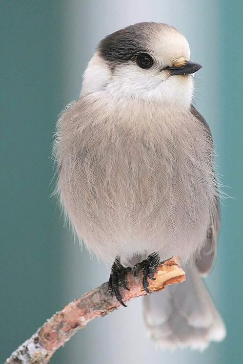 PERFECT CHICKADEE!! Grey Jay, Bird Parakeet, Vogel Gif, Whisky Jack, Gray Jay, Chickadees, Bird Pictures, Pretty Birds, Colorful Birds