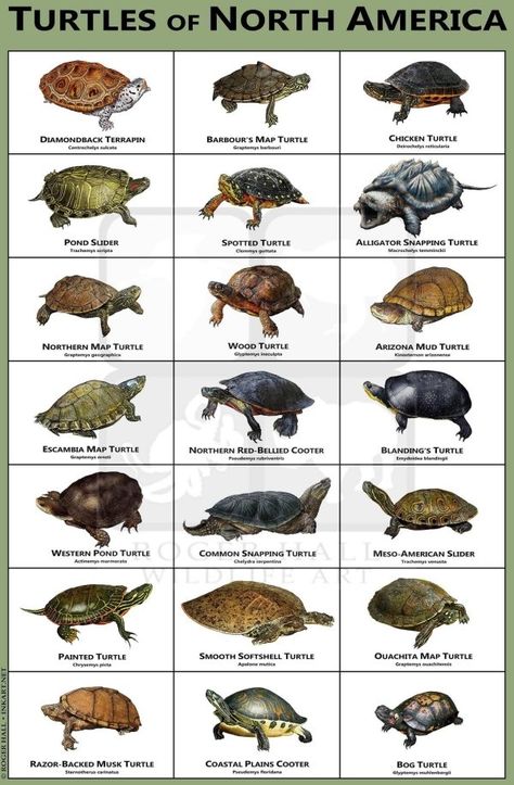 27 Interesting Infographics With Helpful Knowledge - Wow Gallery Mud Turtle, Common Snapping Turtle, Spotted Turtle, Types Of Turtles, Alligator Snapping Turtle, Freshwater Turtles, Turtle Habitat, Snapping Turtle, Diy Tank