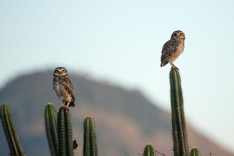 Desert Tattoos, Desert Owl, Desert Tattoo, Desert Wildlife, Cactus Images, Desert Animals, Animal Mural, Desert Life, Owl Pictures