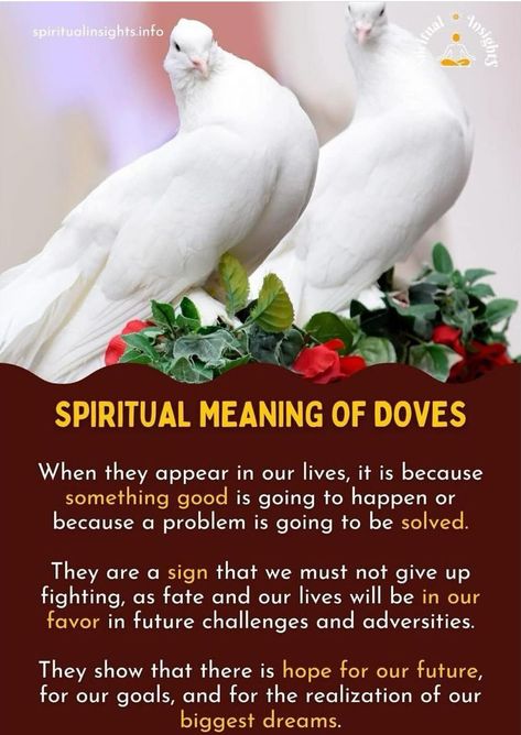 Dove Meaning, Dove Animal, Spirit Animal Meaning, Animal Meanings, Animal Spirit Guide, Witchy Tips, Spirit Guide, Spirit Animals, Spiritual Meaning