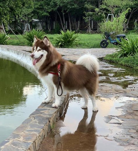 Brown And White Husky, Brown Husky Puppy, All White Husky, Husky Brown, Corgi Poodle, Alaskan Malamute Puppies, Malamute Husky, White Husky, Malamute Puppies