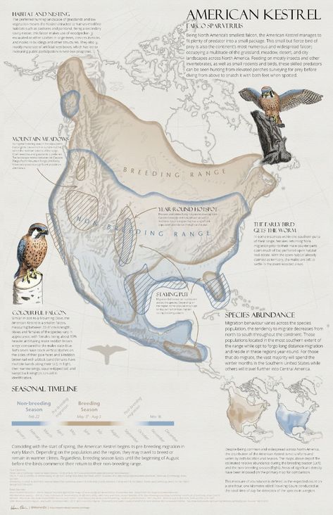 How to Make this Migration Map…and Why Bird Migration Map, Science Infographics, Wood Birds, Landscape Architecture Plan, Map Diagram, Scientific Poster, Aesthetic Writing, Map Layout, Instagram Design Creative