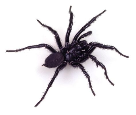 Sydney Funnel Web Spider, Funnel Web Spider, Sydney Brown, Spider Venom, Web Spider, Spider Bites, The Blue Mountains, Arachnids, West Africa