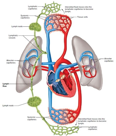 Lymph Nodes - Causes of Swollen Lymph Nodes in Neck, Groin, Armpit Waldenstrom Macroglobulinemia, Lymph Nodes In Neck, Lymph Node, Lymph Fluid, Strep Throat, Lymph Nodes, Bacterial Infection, Autoimmune Disorder, Chronic Inflammation