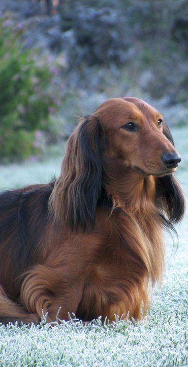 Standard Long Haired Dachshund, Longhaired Dachshund, Standard Dachshund, Dachshund Breed, Clever Dog, Miniature Dachshunds, Long Haired Dachshund, Popular Dog Breeds, Most Popular Dog Breeds