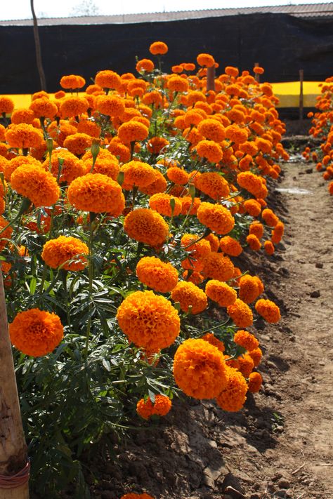 Winter Flowering Plants, Marigold Garden, Marigolds In Garden, Planting Marigolds, Nails Flowers, Lawn Alternatives, Marigold Flowers, Backyard Vegetable Gardens, Wallpaper Flower