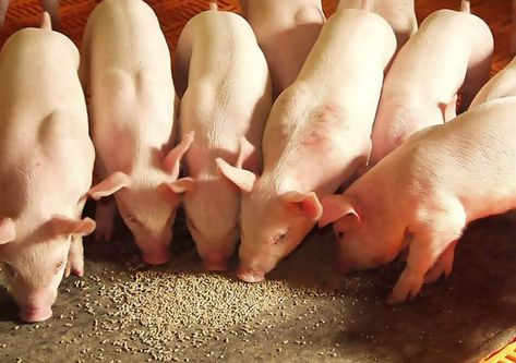 Global Swine Feed Market to Reach US$ 149.6 Billion by 2024 – IMARC Group Pig Feed, Raising Pigs, Market Segmentation, Pig Farming, Milk Production, Disease Prevention, Reproductive Health, Pet Health, Marketing Trends