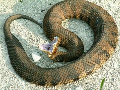 Cottonmouth Water Moccasin Water Moccasin Snake, Texas Snakes, Venomous Snake, Poisonous Snakes, Cotton Mouth, Venomous Snakes, Pit Viper, Snake Lovers, Snake Venom