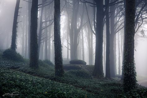 Dark Forest Grunge Background, Dark Forest, Forest, Laptop, Computer