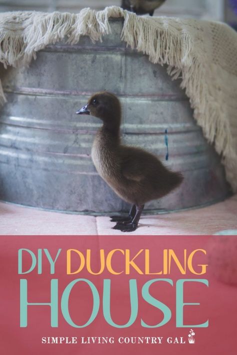 How to create a super simple and cheap DIY duckling house. Here is your to-do list. Start with a home, also called a brooder. A simple DIY brooder you can make with supplies that are extremely inexpensive or even on hand! #ducklings #duckbrooder #ducks #babychicks Duckling Brooder Ideas, Duckling Brooder, Diy Brooder, Brooder Box, Backyard Ducks, Chicken Flock, Baby Chicks Raising, Chickens In The Winter, Duck Coop