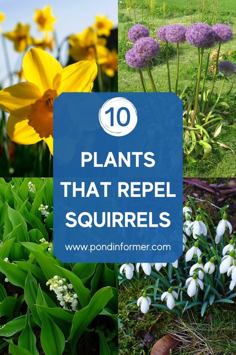 Guide to 10 different plants that repel squirrels, including their native regions, and how to plant & grow them. Plants That Repel Squirrels, Rodent Repellent Plants, Repel Squirrels, Squirrel Repellant, Squirrel Repellent, Natural Gardening, Plants That Repel Bugs, Rodent Repellent, Repellent Plants